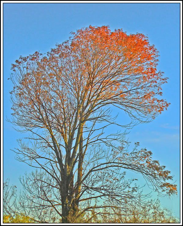 IMAGE: http://i122.photobucket.com/albums/o268/R-Ticle_One/TreeFlameFrameFinal2.jpg