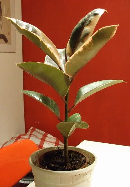 ficus_elastica.jpg