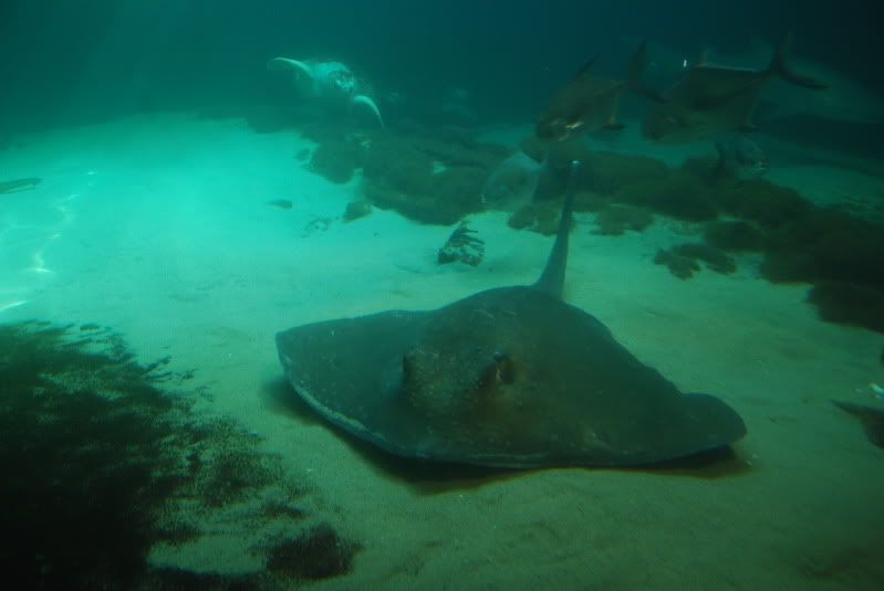 Sting Ray