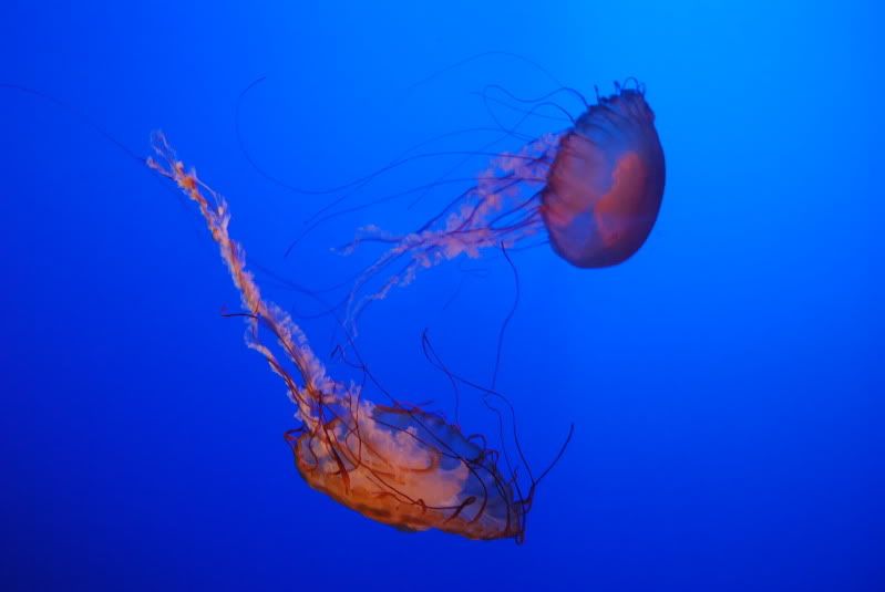 Jellyfish