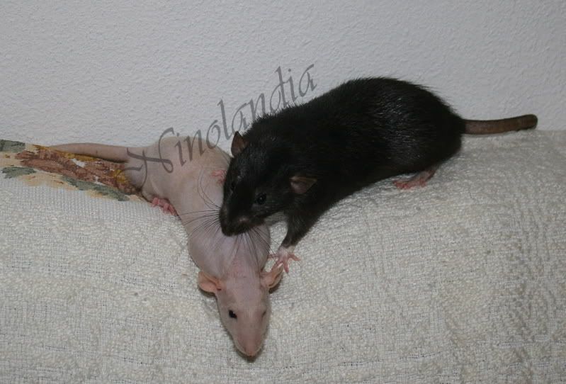 Imagem