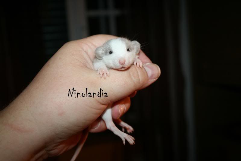 Imagem
