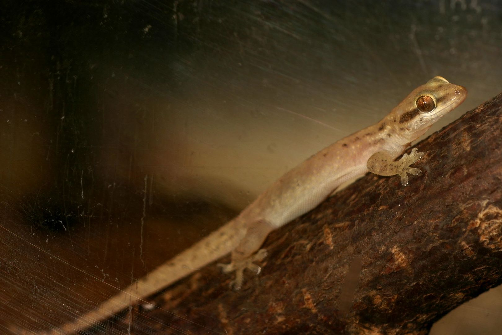 Hemidactylusrobustus04100714.jpg