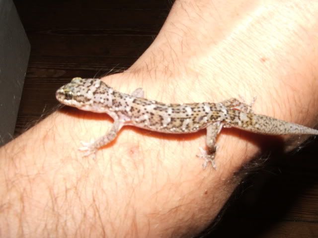 Hemidactylussqamulatus3.jpg