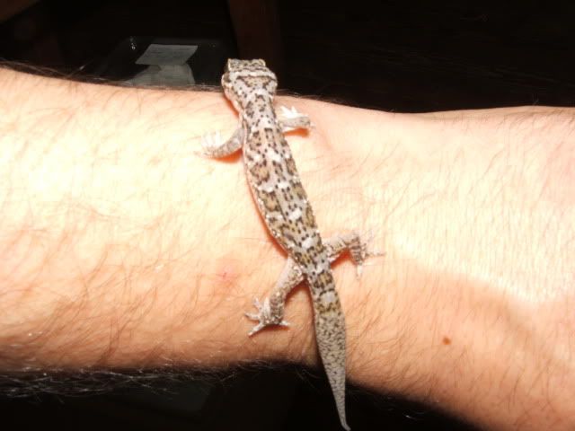 Hemidactylussqamulatus4.jpg