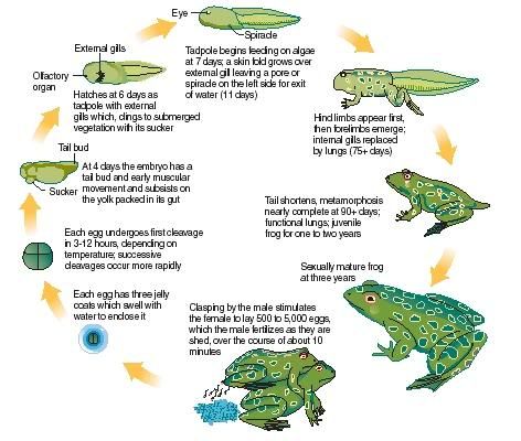 Toad Eggs URGENT QUESTION! PLEASE HELP - talk to the frog