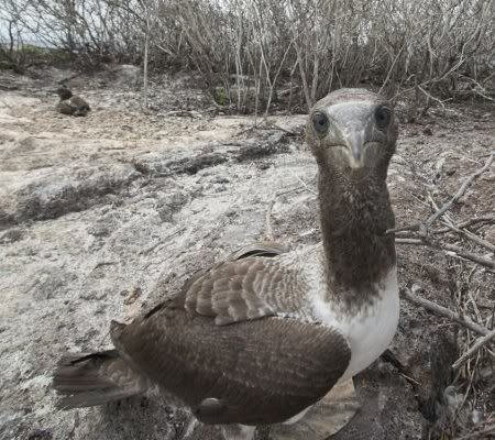 Oleb.net: Wide Angle Shot Of Juvenile Booby