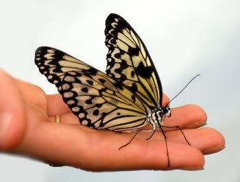 Butterfly In Hand