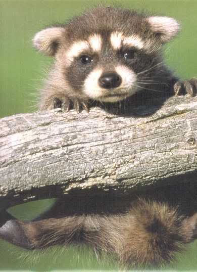 small_baby_raccoon.jpg
