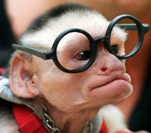lil monkey manner