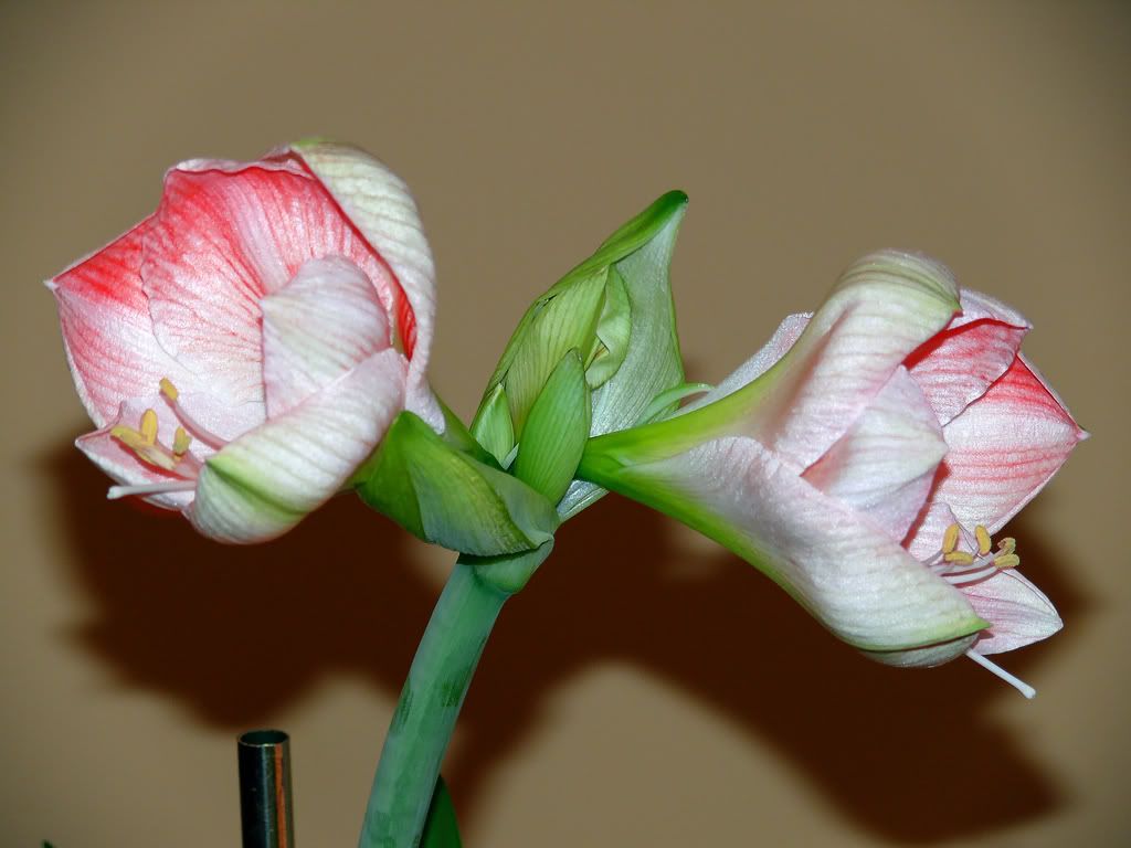 Hippeastrum.jpg