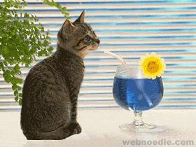 cat.gif