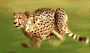 fast-internet-access-ch.gif