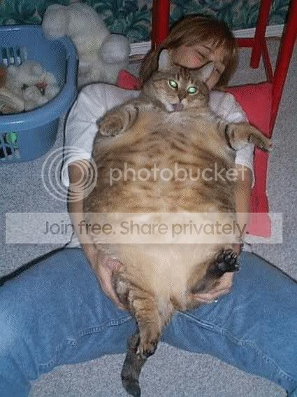 fedkat.jpg