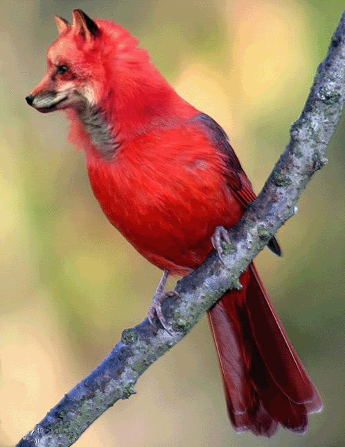 image2.gif