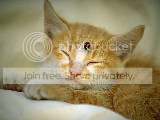kitten106.jpg
