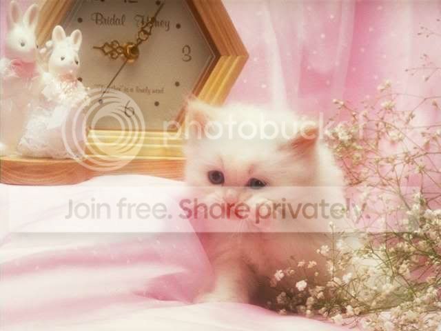 kitten147.jpg