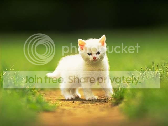 kitten45.jpg