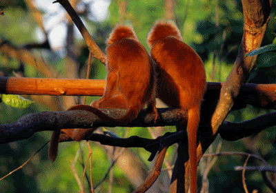 monkey.gif
