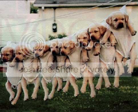 pupsdry.jpg