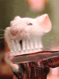 rat.gif