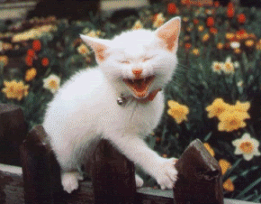 smilingcat.gif