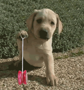 yoyodog.gif