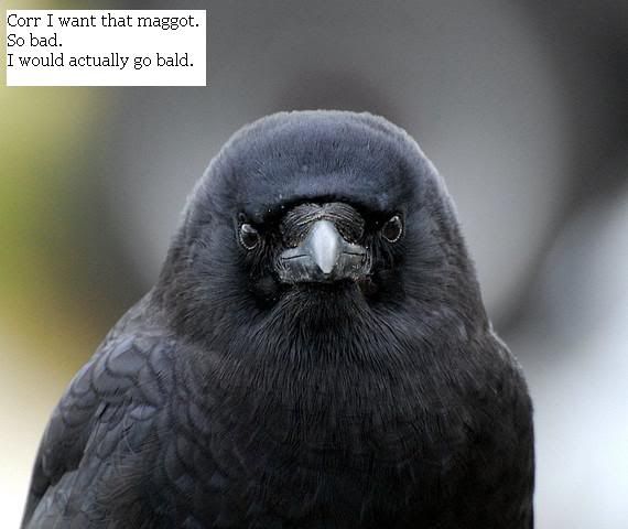 Funny Crow Pictures, Images & Photos | Photobucket