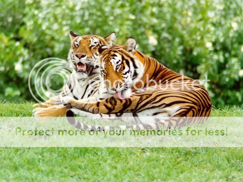 Tigers Pictures, Images and Photos