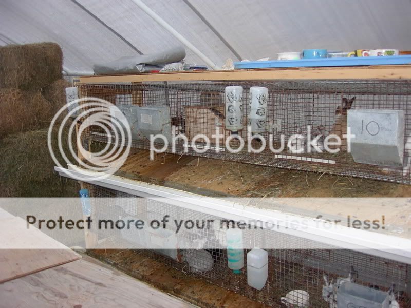 Pictures of your rabbit cages | Page 3 | Rabbit Talk - Meat Rabbit ...